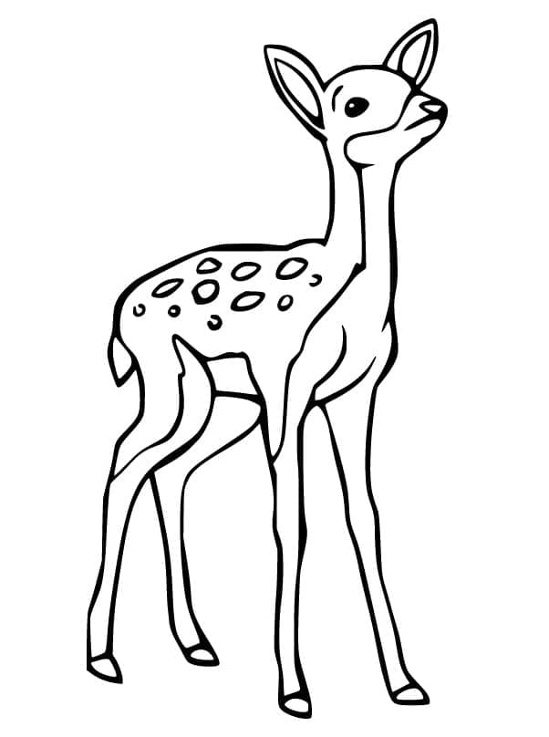 Free printable Fawn coloring page #206072 from Animals collection Free printable Fawn coloring page #206072 from Animals collection