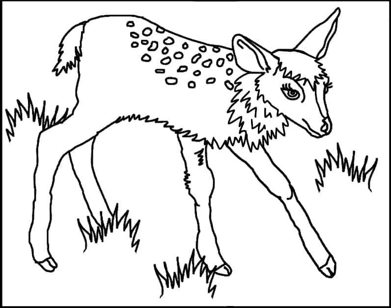 Free printable Fawn coloring page #206073 from Animals collection