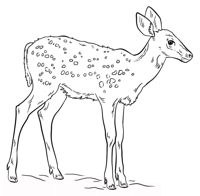 Free printable Fawn coloring page #206080 from Animals collection