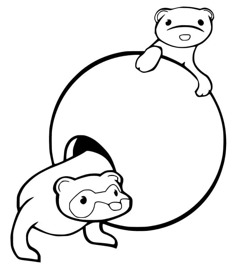 Free printable Ferret coloring page #205416 from Animals collection Free printable Ferret coloring page #205416 from Animals collection