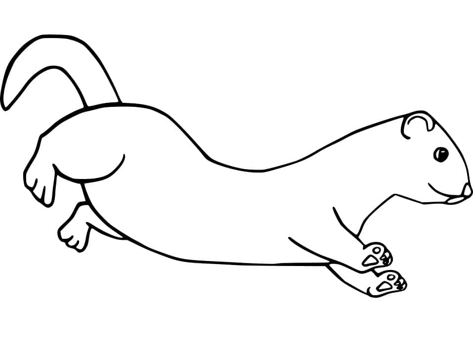Free printable Ferret coloring page #205420 from Animals collection