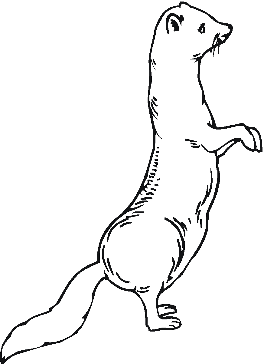 Coloring page: Ferret (Animals) #7120 - Free Printable Coloring Pages