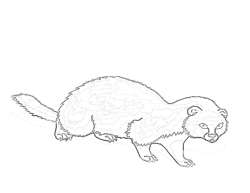 Coloring page: Ferret (Animals) #7121 - Free Printable Coloring Pages