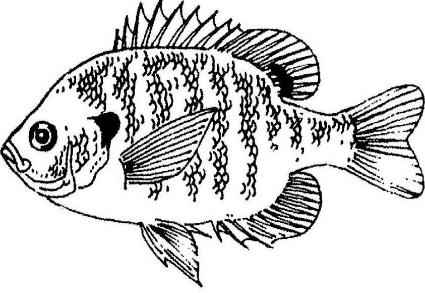 Coloring page: Fish (Animals) #17148 - Free Printable Coloring Pages