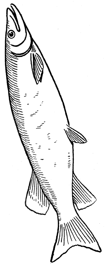 Coloring page: Fish (Animals) #17194 - Free Printable Coloring Pages