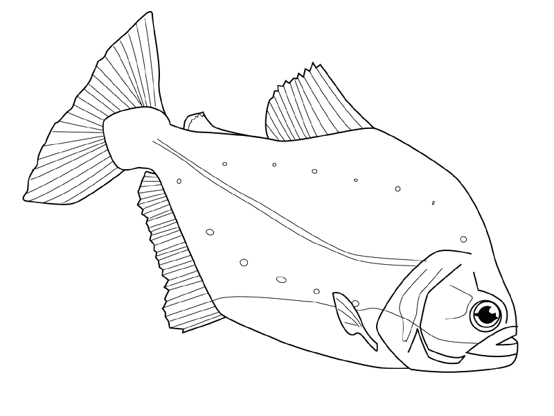 Coloring page: Fish (Animals) #17213 - Free Printable Coloring Pages
