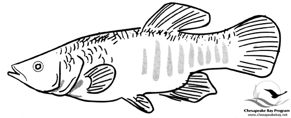 Coloring page: Fish (Animals) #17220 - Free Printable Coloring Pages