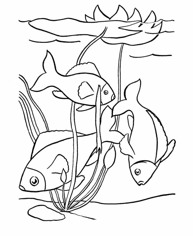 Free printable Fish coloring page #175179 from Animals collection