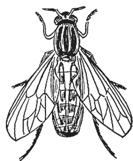 Coloring page: Fly (Animals) #11094 - Free Printable Coloring Pages