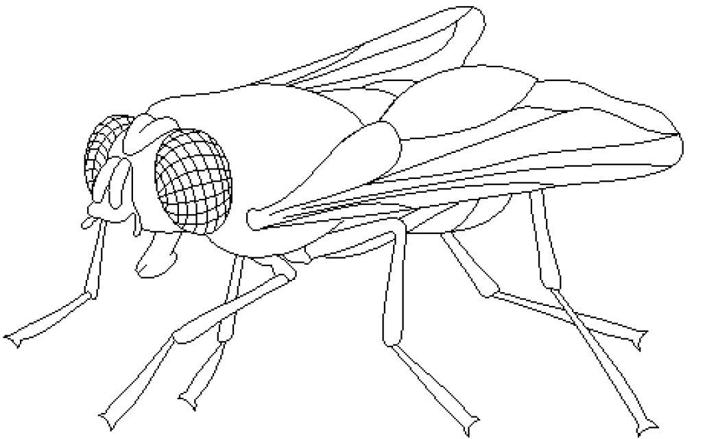 Coloring page: Fly (Animals) #11118 - Free Printable Coloring Pages