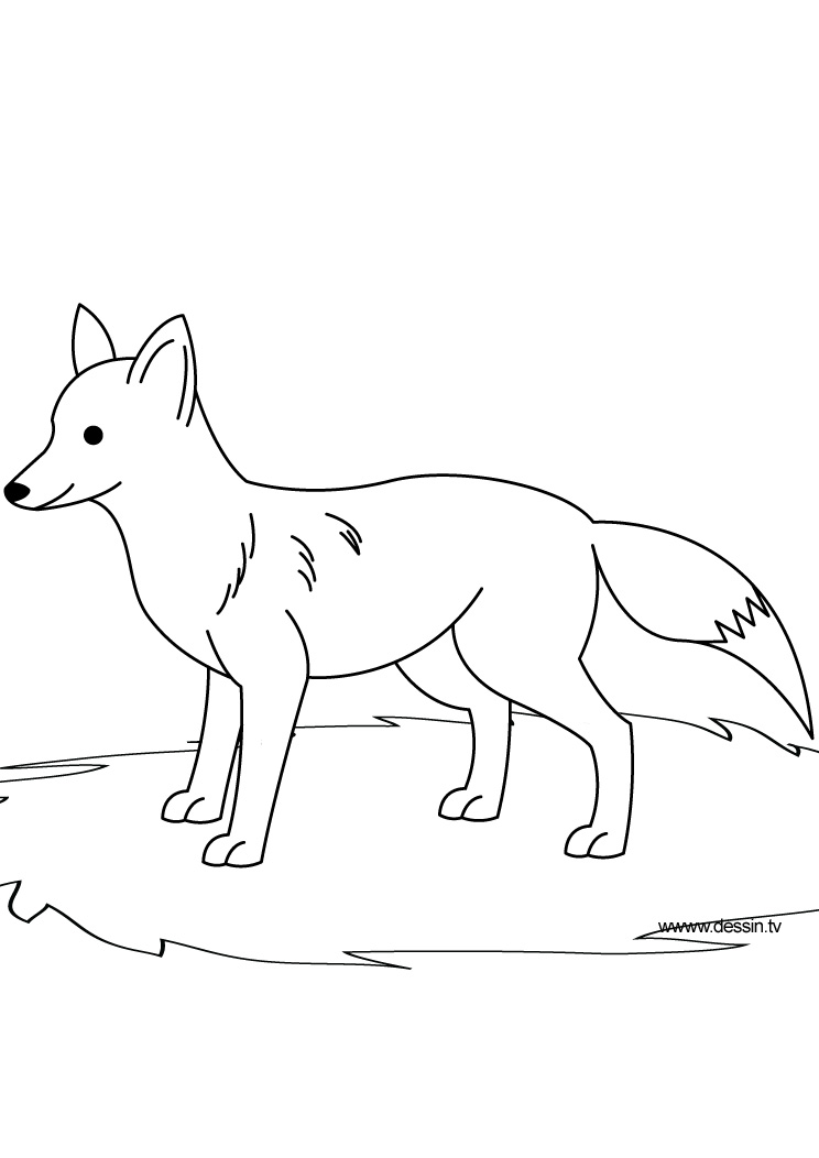Coloring page: Fox (Animals) #14970 - Free Printable Coloring Pages