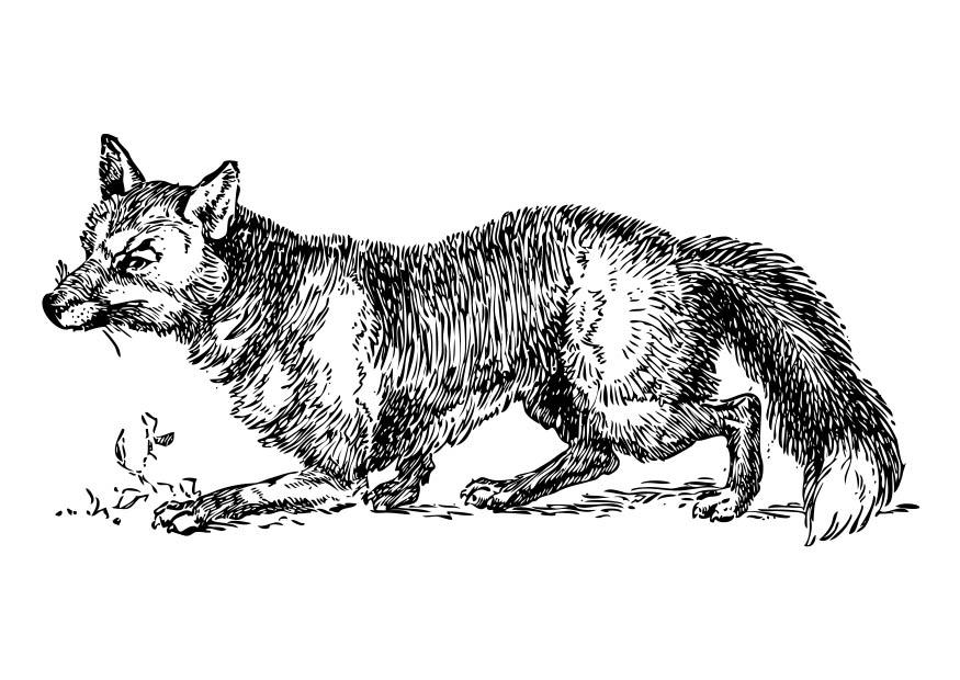 Coloring page: Fox (Animals) #15007 - Free Printable Coloring Pages