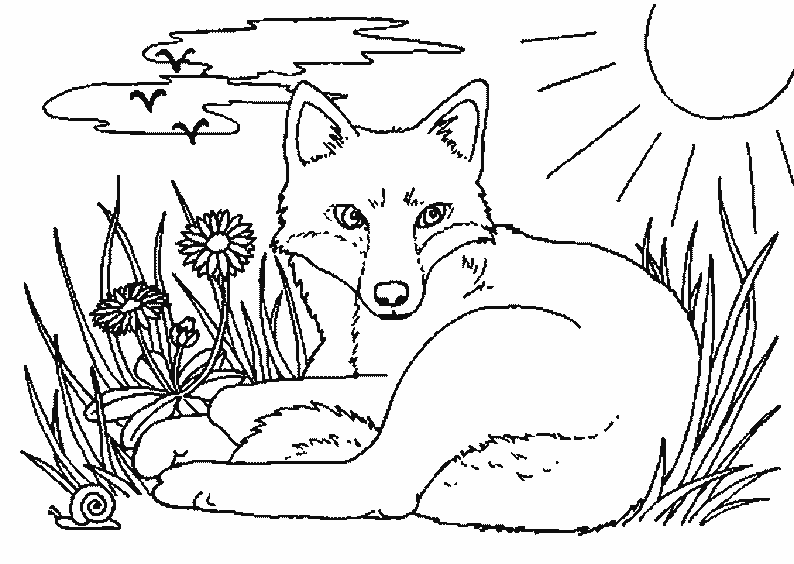 Coloring page: Fox (Animals) #15009 - Free Printable Coloring Pages
