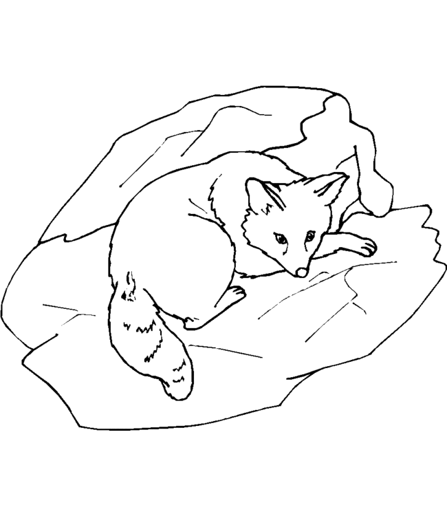 Coloring page: Fox (Animals) #15019 - Free Printable Coloring Pages