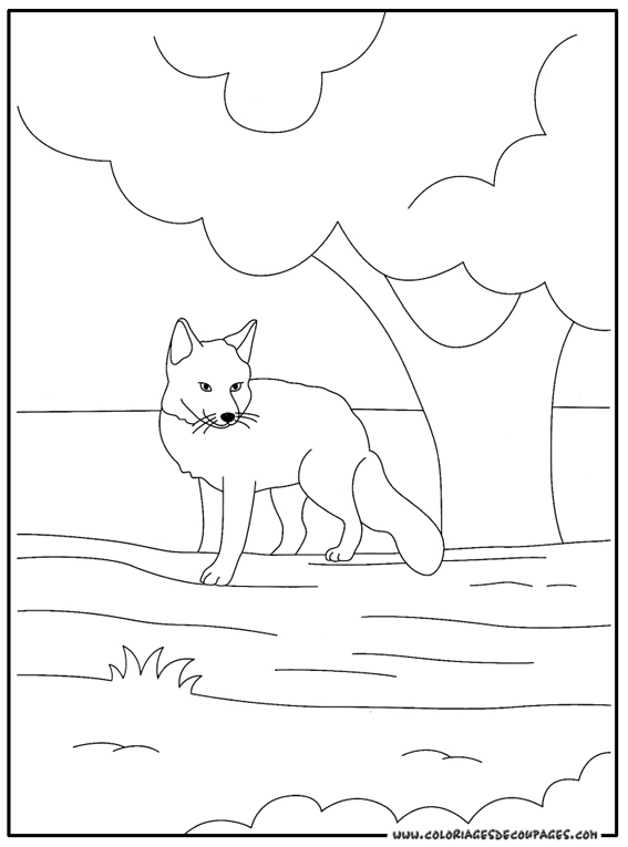 Coloring page: Fox (Animals) #15021 - Free Printable Coloring Pages