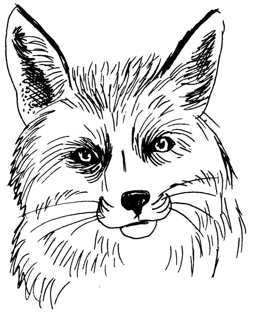 Coloring page: Fox (Animals) #15044 - Free Printable Coloring Pages