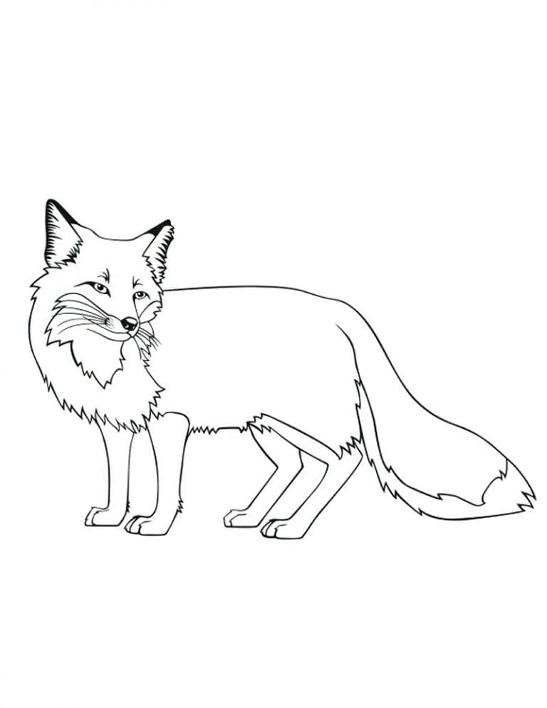 Free printable Fox coloring page #179478 from Animals collection