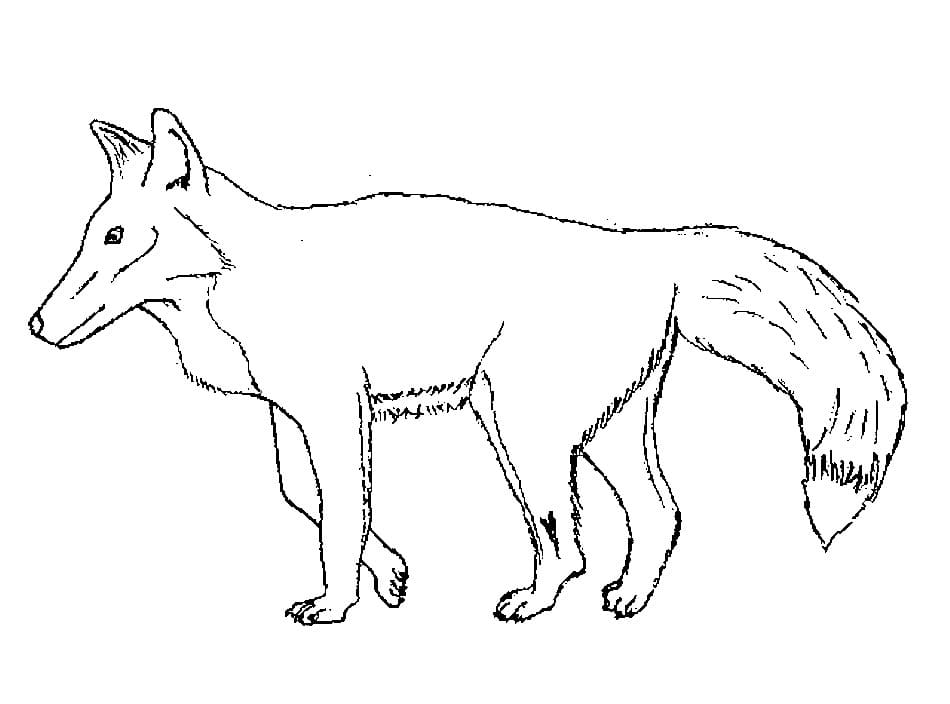 Free printable Fox coloring page #179487 from Animals collection