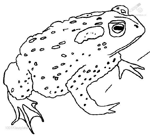 Coloring page: Frog (Animals) #7597 - Free Printable Coloring Pages