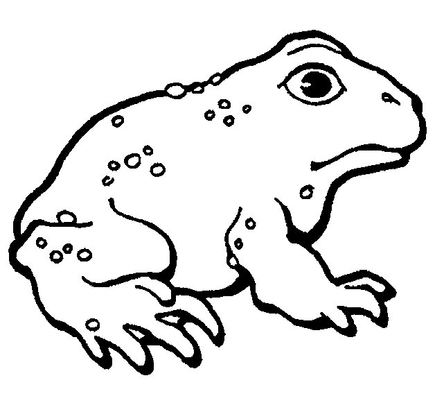 Coloring page: Frog (Animals) #7688 - Free Printable Coloring Pages