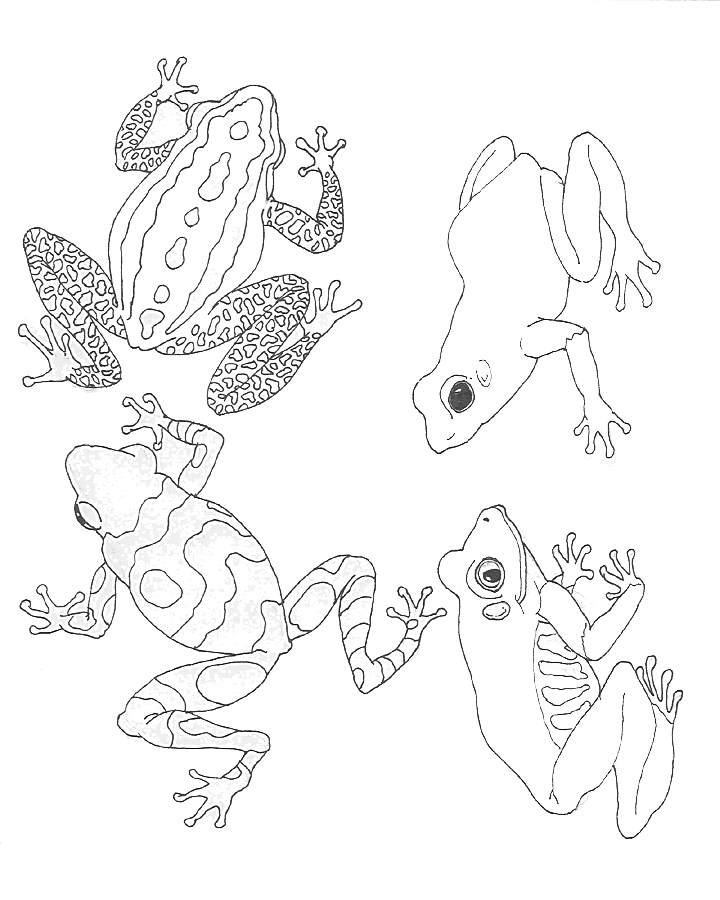 Coloring page: Frog (Animals) #7694 - Free Printable Coloring Pages