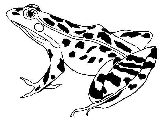 Coloring page: Frog (Animals) #7695 - Free Printable Coloring Pages