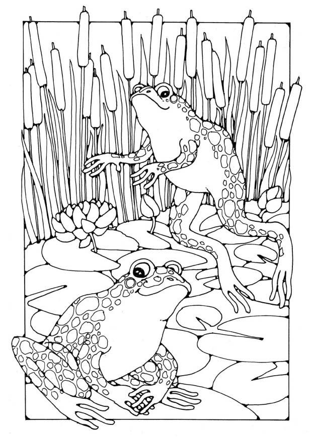 Coloring page: Frog (Animals) #7716 - Free Printable Coloring Pages