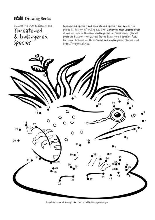 Coloring page: Frog (Animals) #7741 - Free Printable Coloring Pages