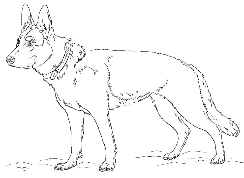 Free printable German Shepherd coloring page #214078 from Animals collection
