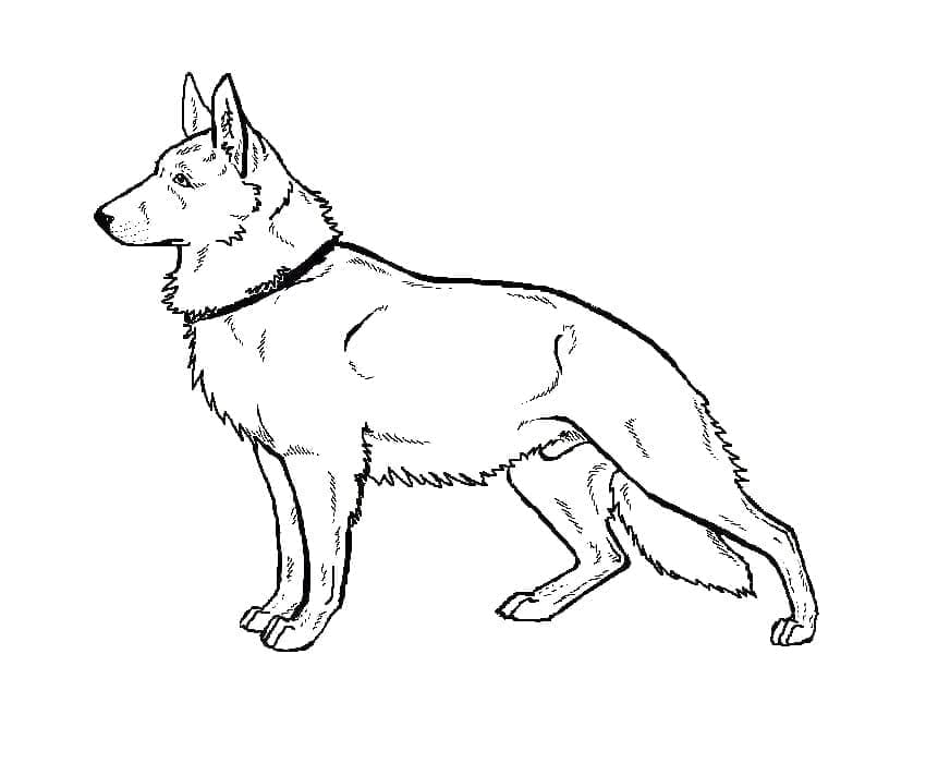 Free printable German Shepherd coloring page #214085 from Animals collection Free printable German Shepherd coloring page #214085 from Animals collection