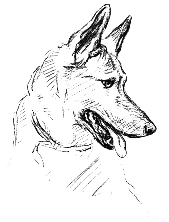 Free printable German Shepherd coloring page #214087 from Animals collection
