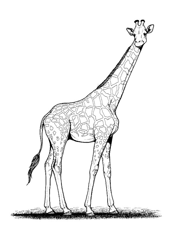 Giraffe 7229 Animals – Printable coloring pages