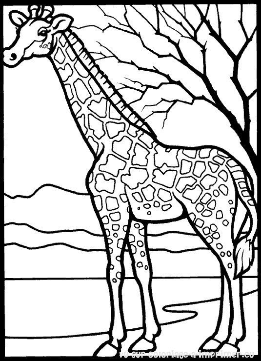 Coloring page: Giraffe (Animals) #7231 - Free Printable Coloring Pages