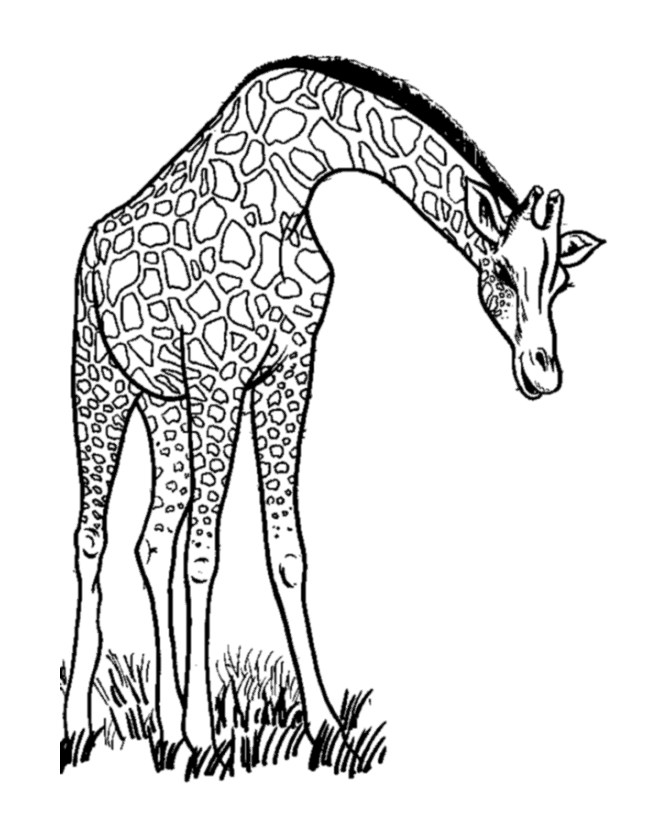 Coloring page: Giraffe (Animals) #7234 - Free Printable Coloring Pages