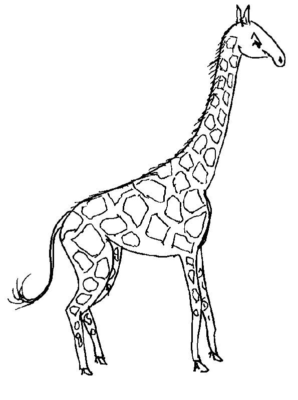 Coloring page: Giraffe (Animals) #7235 - Free Printable Coloring Pages