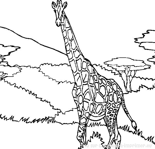 Coloring page: Giraffe (Animals) #7240 - Free Printable Coloring Pages