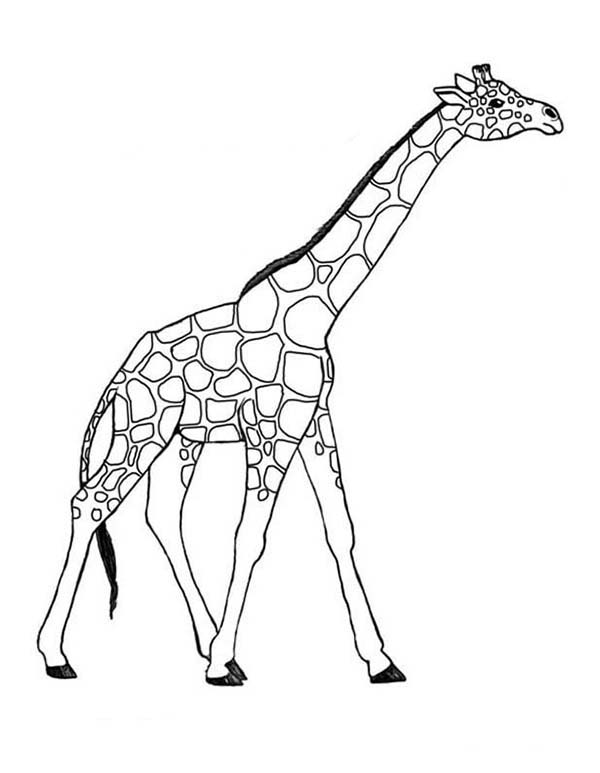 Giraffe 7260 Animals – Printable coloring pages