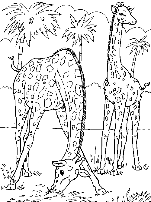 Coloring page: Giraffe (Animals) #7277 - Free Printable Coloring Pages