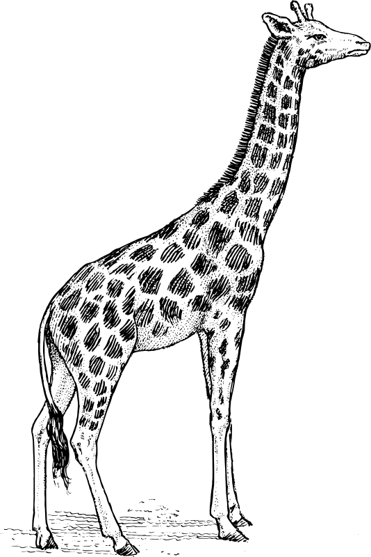 Coloring page: Giraffe (Animals) #7297 - Free Printable Coloring Pages