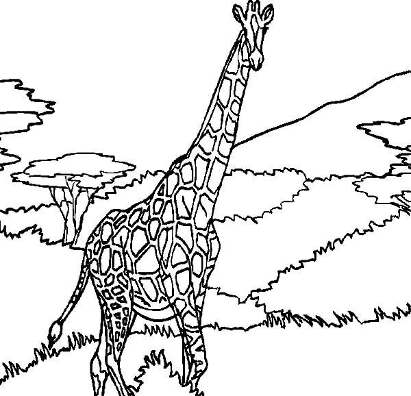 Coloring page: Giraffe (Animals) #7330 - Free Printable Coloring Pages