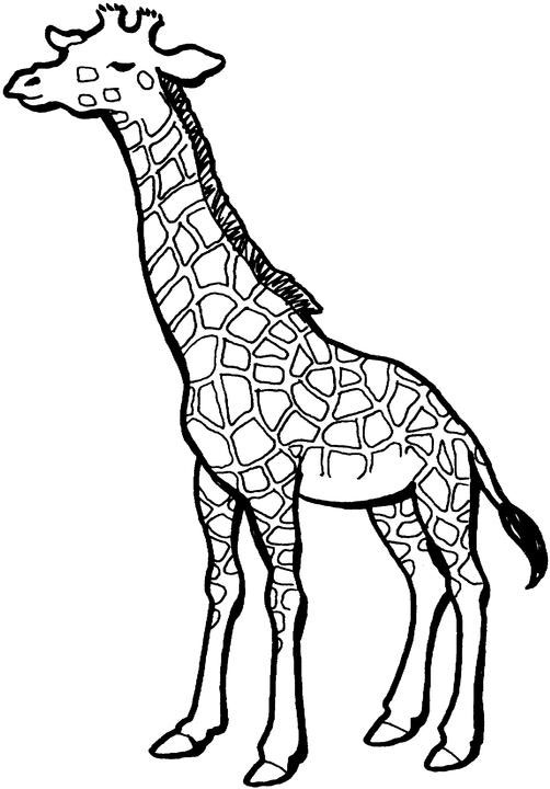 Coloring page: Giraffe (Animals) #7334 - Free Printable Coloring Pages