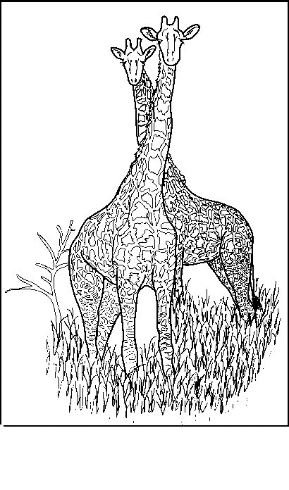 Coloring page: Giraffe (Animals) #7365 - Free Printable Coloring Pages
