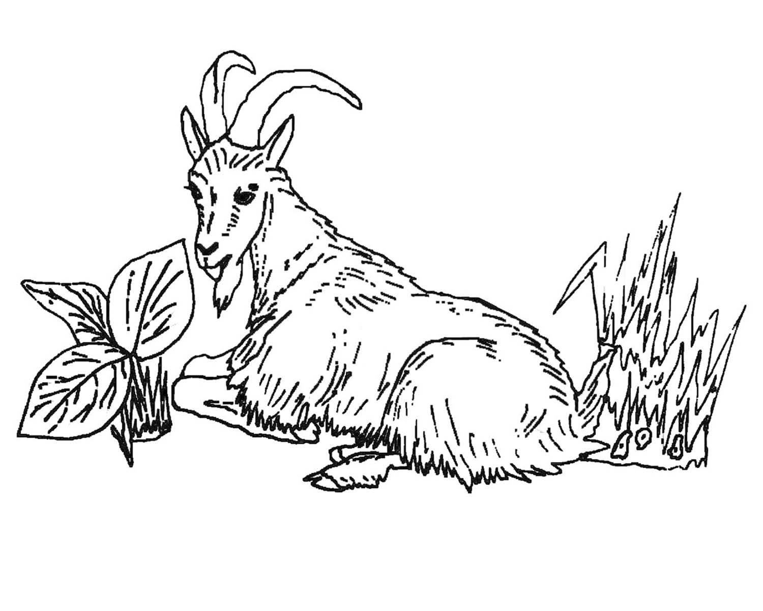 Coloring page: Goat (Animals) #2418 - Free Printable Coloring Pages