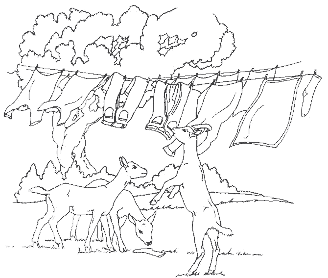 Coloring page: Goat (Animals) #2444 - Free Printable Coloring Pages