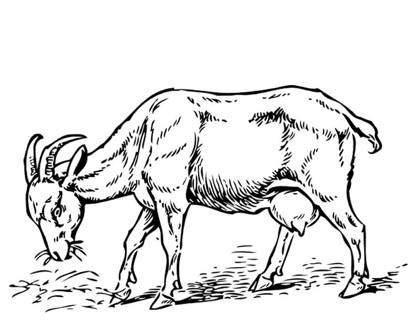 Coloring page: Goat (Animals) #2449 - Free Printable Coloring Pages