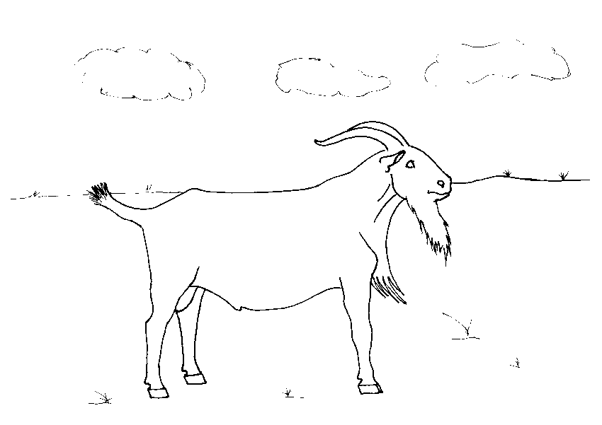Coloring page: Goat (Animals) #2474 - Free Printable Coloring Pages