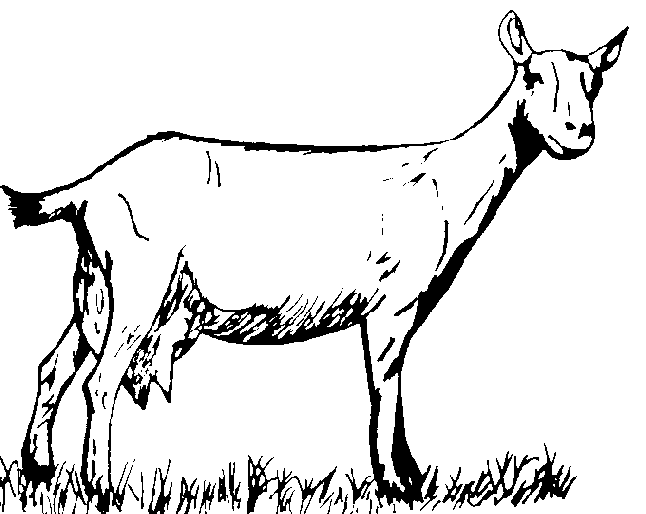 Coloring page: Goat (Animals) #2478 - Free Printable Coloring Pages