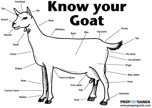 Coloring page: Goat (Animals) #2485 - Free Printable Coloring Pages
