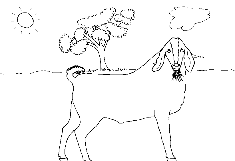 Coloring page: Goat (Animals) #2495 - Free Printable Coloring Pages