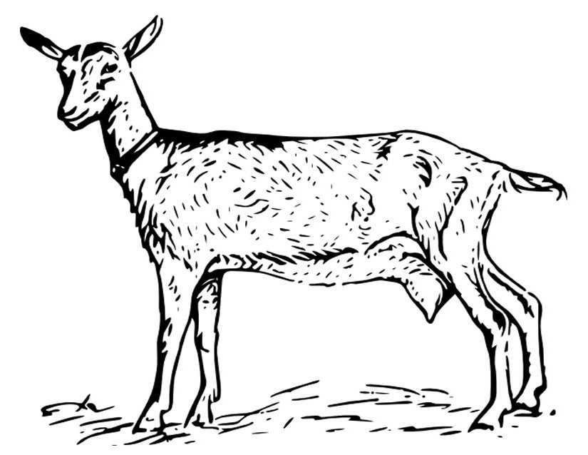 Coloring page: Goat (Animals) #2508 - Free Printable Coloring Pages
